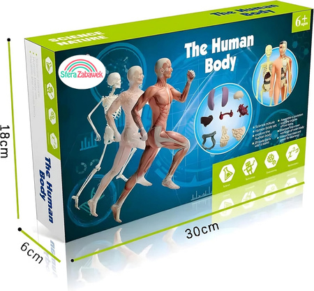 Edukacyjny Model Anatomiczny szkielet dla Dzieci Odkryj Ludzkie Ciało Przez Zabawę!